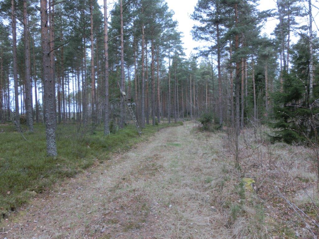 Gårö 5